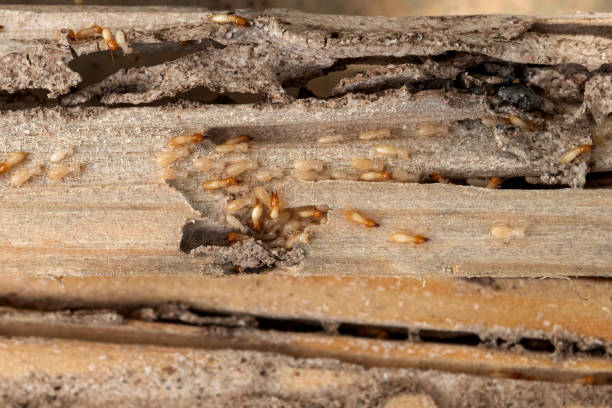 Best Pest Control Near Me in Fruitport, MI