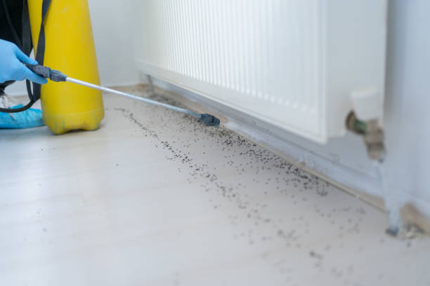 Best Ant Control Services  in Fruitport, MI